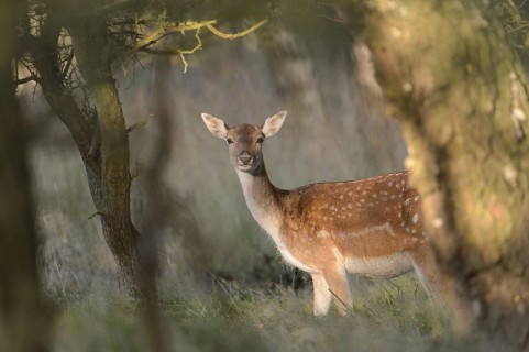Fallow Deer