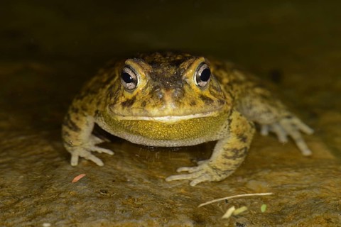 Eastern Olive Toad