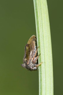Horned Treehopper