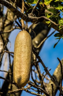 Fruit of the kigelia