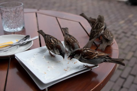House sparrows