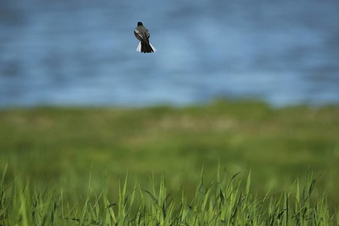 Pied Wagtail