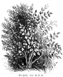 Hazel