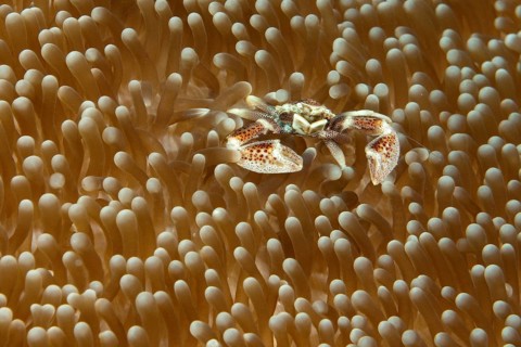 Spotted anemone crab