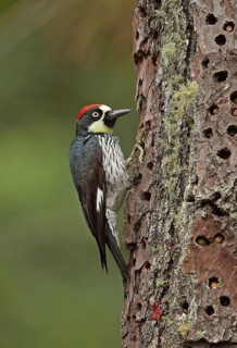 Acorn Woodpecker