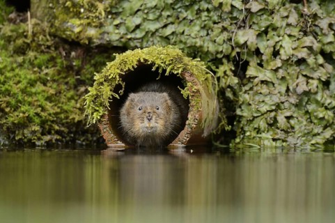 European water vole