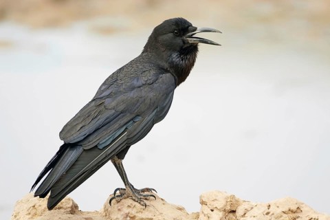 Cape Crow