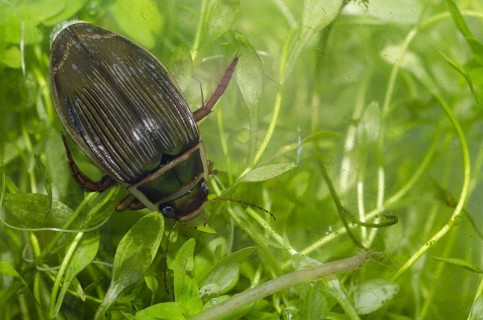 Great diving beetle