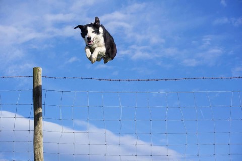 Domestic dog