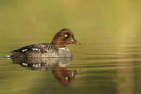 Common Goldeneye