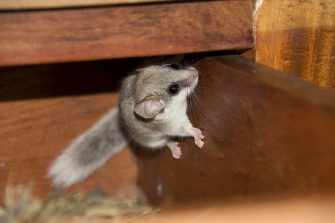 African woodland dormouse
