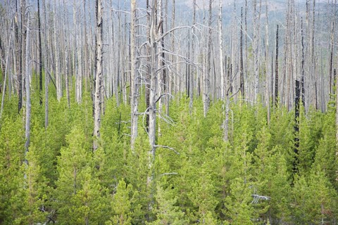 Regeneration of conifers among dead stems after a forest fire