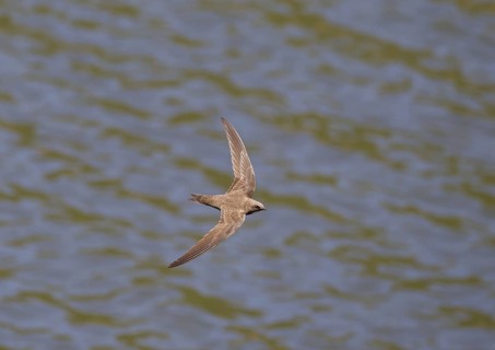 Alpine Swift