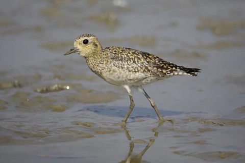 Pacific golden plover