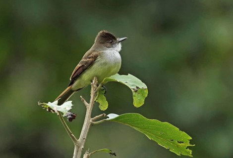 Dark-fronted Flycatcher