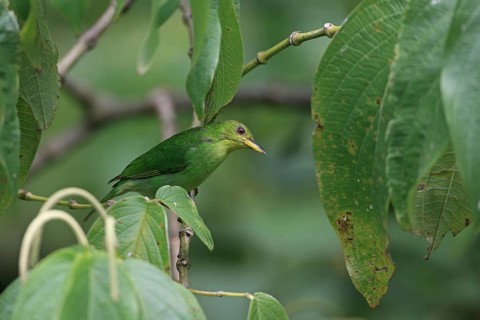 Green Honeycreeper