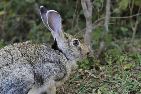 Indian Hare