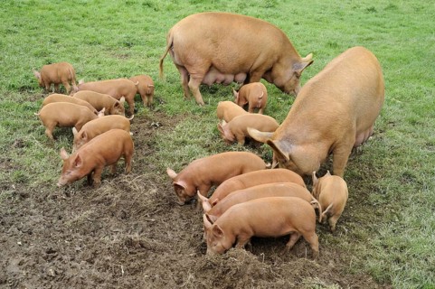 Tamworth pig