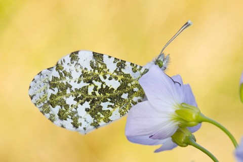 Adult orange-tipped butterfly