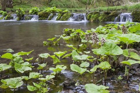 Butterbur