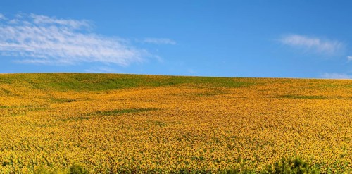 Huge sunflower fields