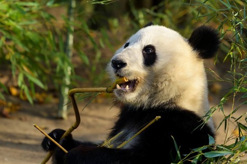 Giant Panda