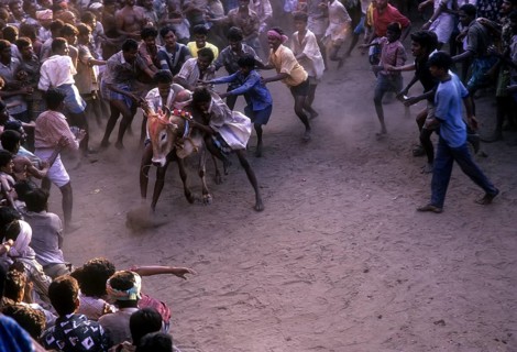 Jallikattu in Alanganallur near Madurai