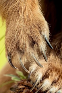 Brown Bear Paw With sharp Claws in view