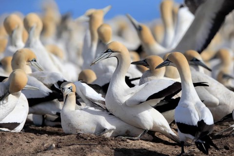 Cape Gannet
