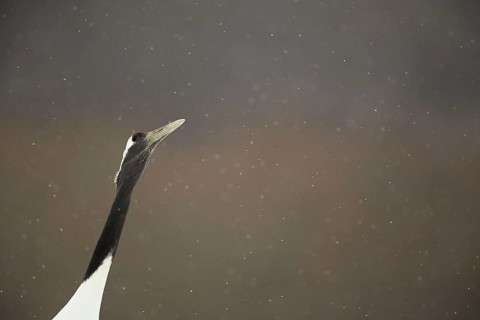 Adult Japanese red-crowned crane