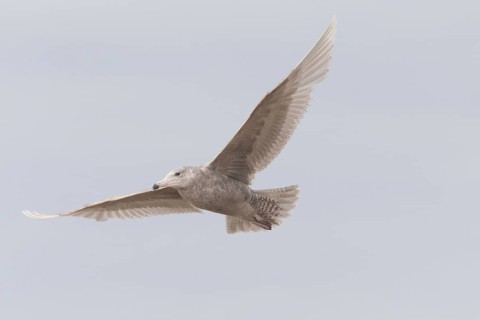 Glaucous gull