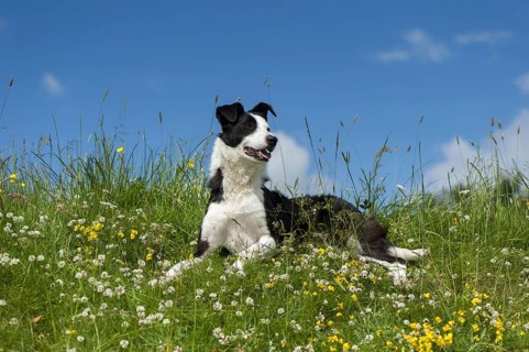 Domestic dog