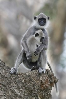 Tufted Grey Langur