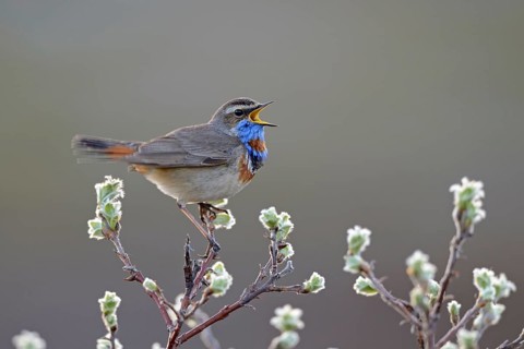 Red-spotted bluethroat
