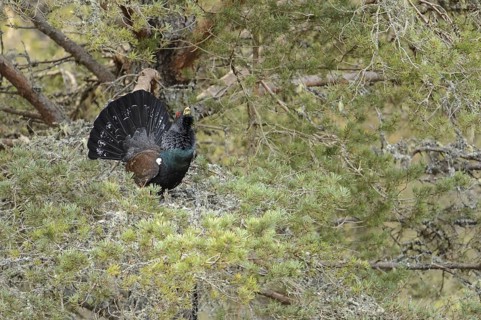 Western Capercaillie