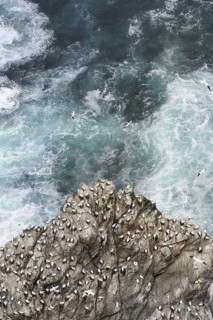 Northern Gannet