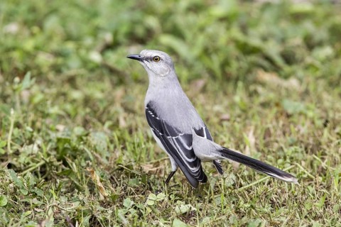 Tropical Mockingbird