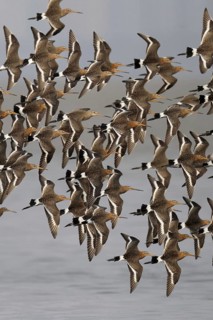 Population of black-tailed godwit
