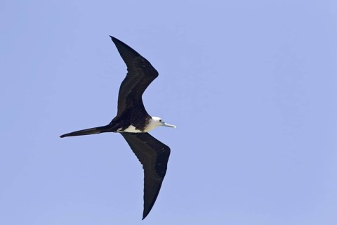 Magnificent Frigatebird