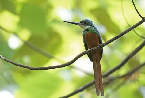 Rufous-tailed Jacamar