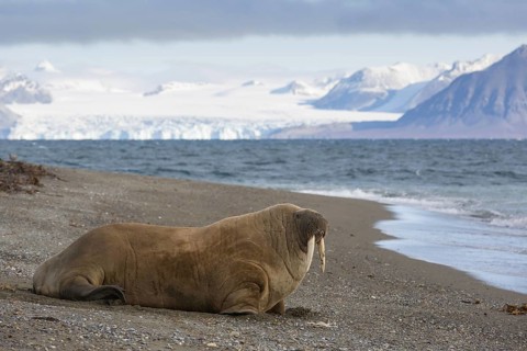 Atlantic Walrus