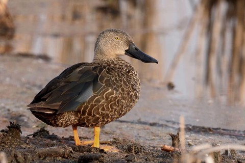 Cape Shoveler