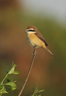 Brown Shrike