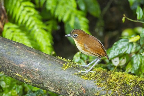 Yellow-breasted Antpitta