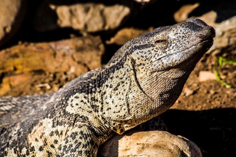 Monitor lizard