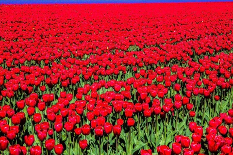 Flowering tulip fields