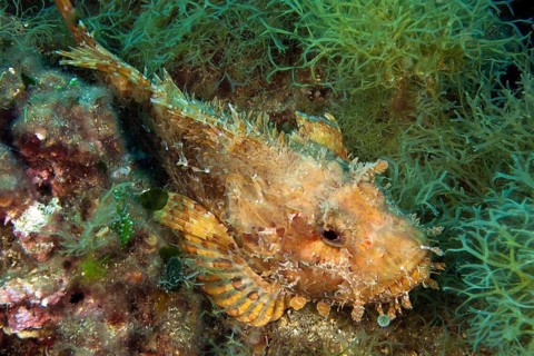 Red scorpionfish