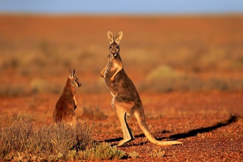 Red Kangaroo