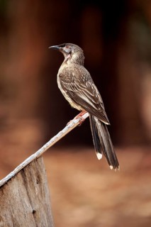 Red Wattlebird