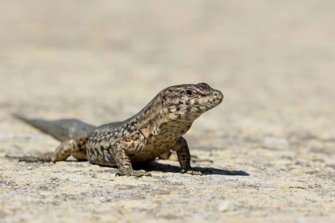 Dragonera Lizard